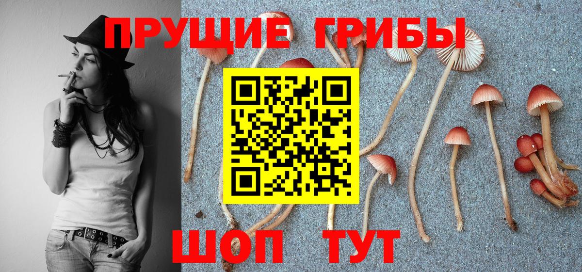 Тара  Псилоцибиновые грибы GOLDEN TEACHER  Вход с VPN  Галлюциногенные грибы прущие грибы 